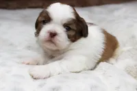 Millie, a female Shih Tzu for sale in Grovespring, MO – 2 of 5