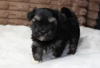 Rocky, a male Havanese for sale in Grovespring, MO – 1 of 4