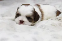 Lilly, a female Shih Tzu for sale in Grovespring, MO – 3 of 5