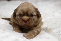Maggie, a female Shih Tzu for sale in Grovespring, MO – 3 of 5