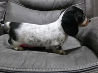 Sam, a male Dachshund for sale in Grovespring, MO – 7 of 8