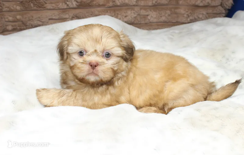 Maggie – Shih Tzu puppy for sale in Grovespring, MO