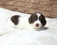 Macy, a female Dachshund for sale in Grovespring, MO – 3 of 5