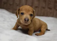 Thor, a male Miniature Dachshund for sale in Grovespring, MO – Photo 1 of 5