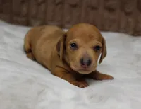 Thor, a male Miniature Dachshund for sale in Grovespring, MO – Photo 2 of 5