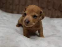 Thor, a male Miniature Dachshund for sale in Grovespring, MO – Photo 3 of 5