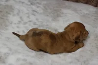 Thor, a male Miniature Dachshund for sale in Grovespring, MO – Photo 5 of 5