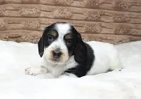 Sam, a male Dachshund for sale in Grovespring, MO – 3 of 5