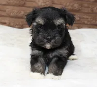 Rocky, a male Havanese for sale in Grovespring, MO – 4 of 4