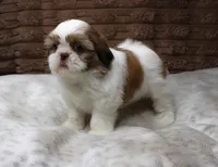 Molly, a female Shih Tzu for sale in Grovespring, MO – 2 of 6
