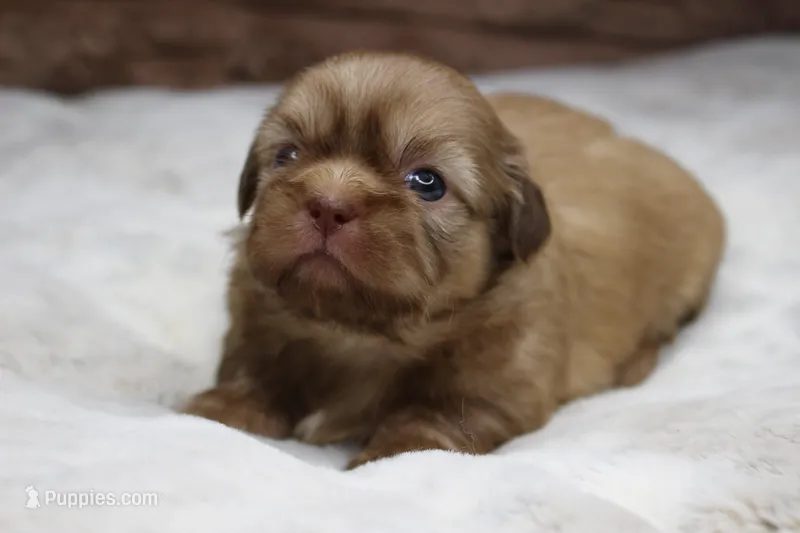 Maggie – Shih Tzu puppy for sale in Grovespring, MO