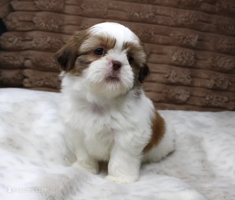 Molly – Shih Tzu puppy for sale in Grovespring, MO