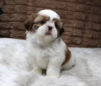 Molly, a female Shih Tzu for sale in Grovespring, MO – 1 of 6