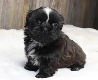 Lexi, a male Shih Tzu for sale in Grovespring, MO – 3 of 6