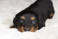 Lacy, a female Dachshund for sale in Grovespring, MO – 2 of 5