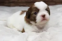Millie, a female Shih Tzu for sale in Grovespring, MO – 4 of 5