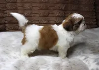 Molly, a female Shih Tzu for sale in Grovespring, MO – 3 of 6