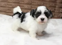Daisy, a female Havanese for sale in Grovespring, MO – 4 of 5