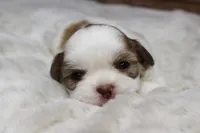 Lucy, a female Shih Tzu for sale in Grovespring, MO – 5 of 5