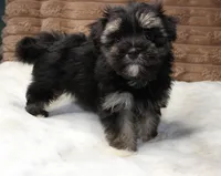 Rocky, a male Havanese for sale in Grovespring, MO – 3 of 6