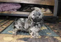 Milo, a male Havanese for sale in Grovespring, MO – Photo 4 of 5
