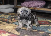 Milo, a male Havanese for sale in Grovespring, MO – Photo 2 of 5