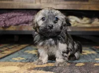Milo, a male Havanese for sale in Grovespring, MO – Photo 3 of 5