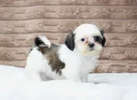 Izzy, a female Shih Tzu for sale in Grovespring, MO – 3 of 5