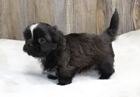 Lexi, a male Shih Tzu for sale in Grovespring, MO – 6 of 6