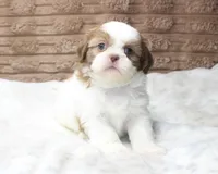 Millie, a female Shih Tzu for sale in Grovespring, MO – 2 of 5