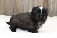 Lexi, a male Shih Tzu for sale in Grovespring, MO – 2 of 6