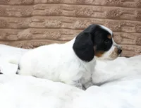 Sam, a male Dachshund for sale in Grovespring, MO – 4 of 5