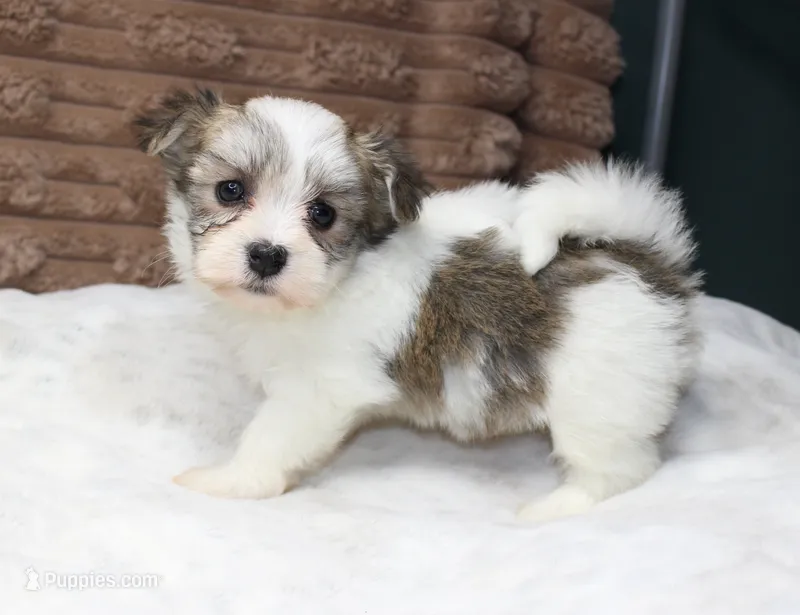 Luna – Havanese puppy on hold in Grovespring, MO