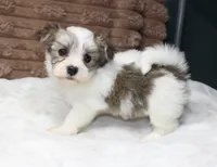 Luna, a female Havanese for sale in Grovespring, MO – 1 of 4