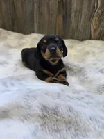Sadie, a female Miniature Dachshund for sale in Grovespring, MO – 2 of 5