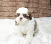 Lilly, a female Shih Tzu for sale in Grovespring, MO – 6 of 6