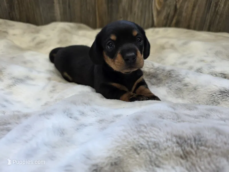 Sadie – Miniature Dachshund puppy for sale in Grovespring, MO