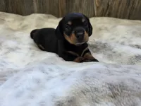 Sadie, a female Miniature Dachshund for sale in Grovespring, MO – 1 of 5