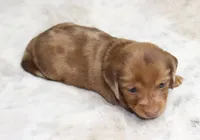 Daisy, a female Miniature Dachshund for sale in Grovespring, MO – 2 of 5