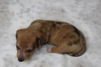 Luna, a female Miniature Dachshund for sale in Grovespring, MO – Photo 4 of 5