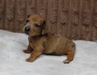 Luna, a female Miniature Dachshund for sale in Grovespring, MO – Photo 2 of 5
