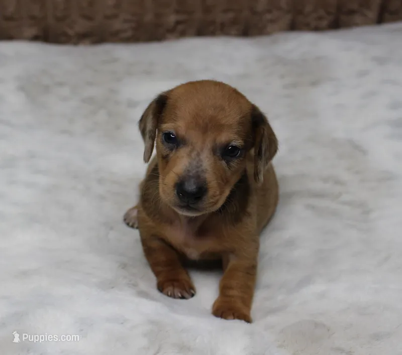 Luna – Miniature Dachshund puppy for sale in Grovespring, MO