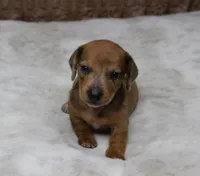 Luna, a female Miniature Dachshund for sale in Grovespring, MO – Photo 1 of 5