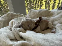 Oliver, a male Maltipoo for sale in Vancouver, WA – 5 of 6