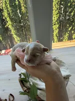 Dior, a female Maltipoo for sale in Vancouver, WA – 2 of 5