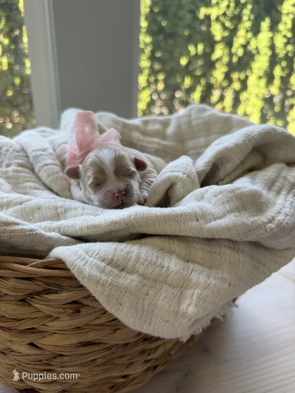 Latte – Maltipoo puppy for sale in Vancouver, WA