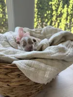 Latte, a female Maltipoo for sale in Vancouver, WA – 1 of 5