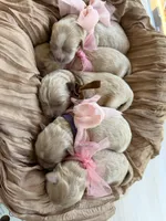 Latte, a female Maltipoo for sale in Vancouver, WA – 4 of 5