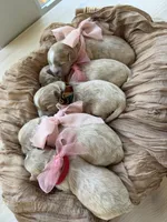 Dior, a female Maltipoo for sale in Vancouver, WA – 4 of 5