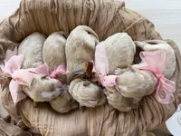 Latte, a female Maltipoo for sale in Vancouver, WA – 5 of 5